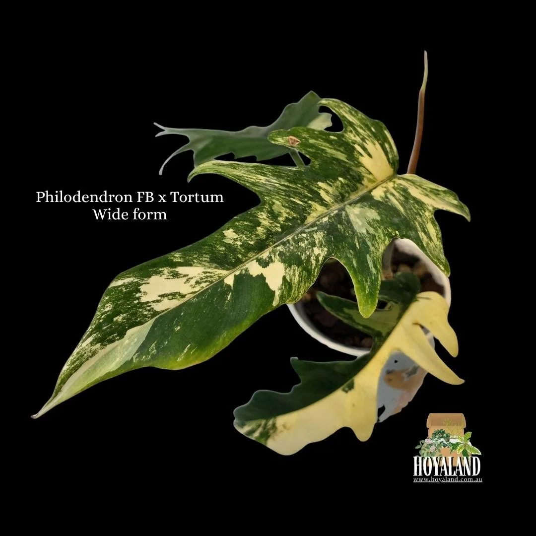Philodendron FB x Tortum Wide form.jpg