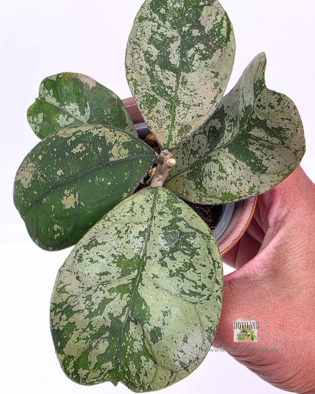 🍂 Hoya deykeae 'Morning Dew'  | Rare | B🐰