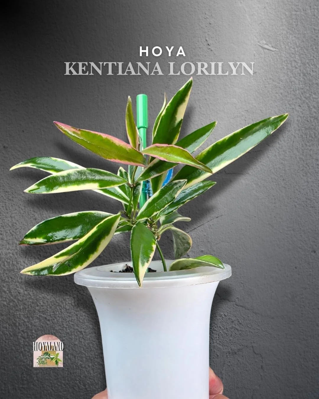 Hoya Lori Lyn (4).jpg