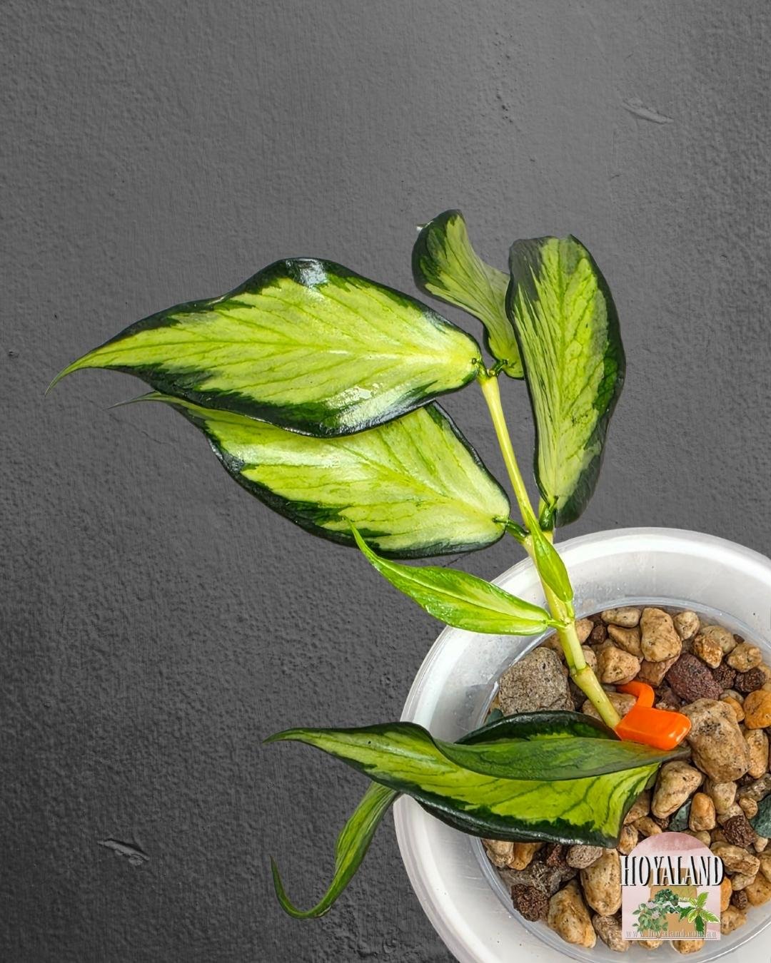 Hoya polyneura variegata (5).jpg