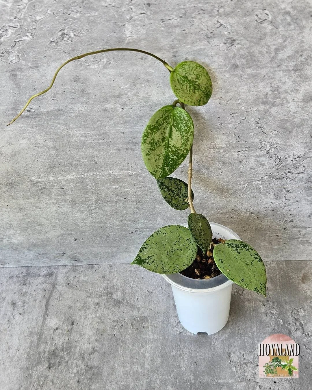 Heart silver 2(6).jpg