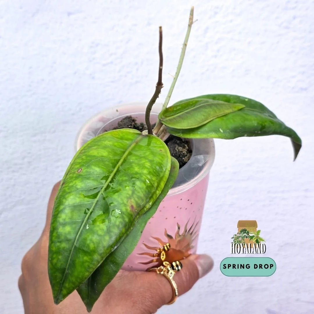 Established Hoya sp Gomas Aceh climbing vine displaying 3D embossed margins and variable leaf tips
