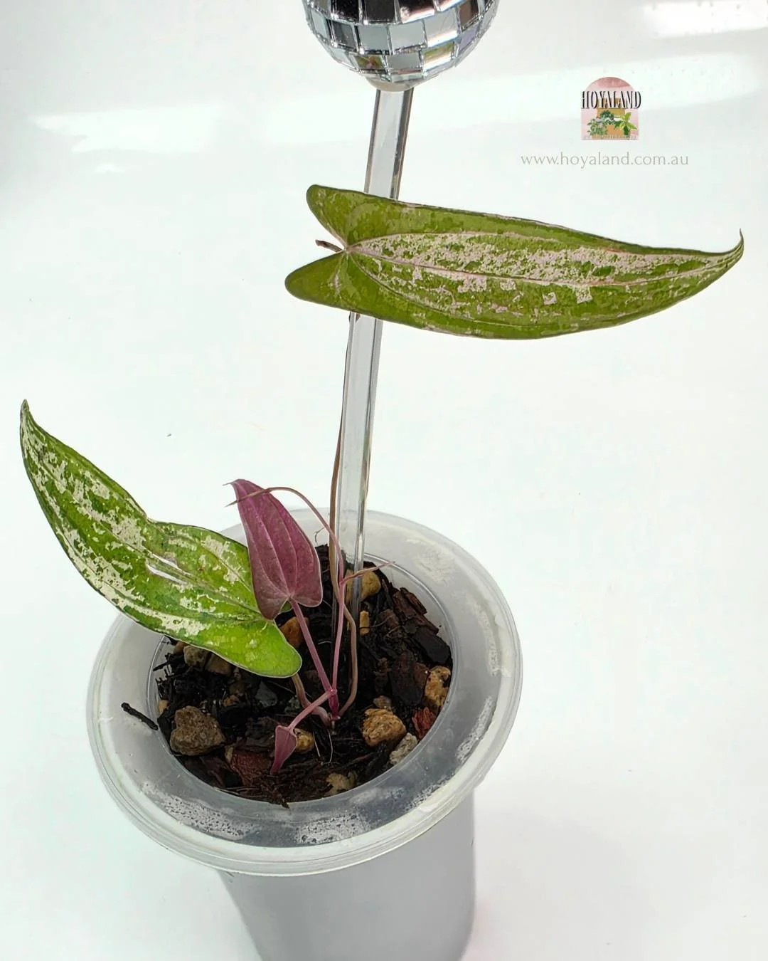 Dioscorea Pixel (5).jpg