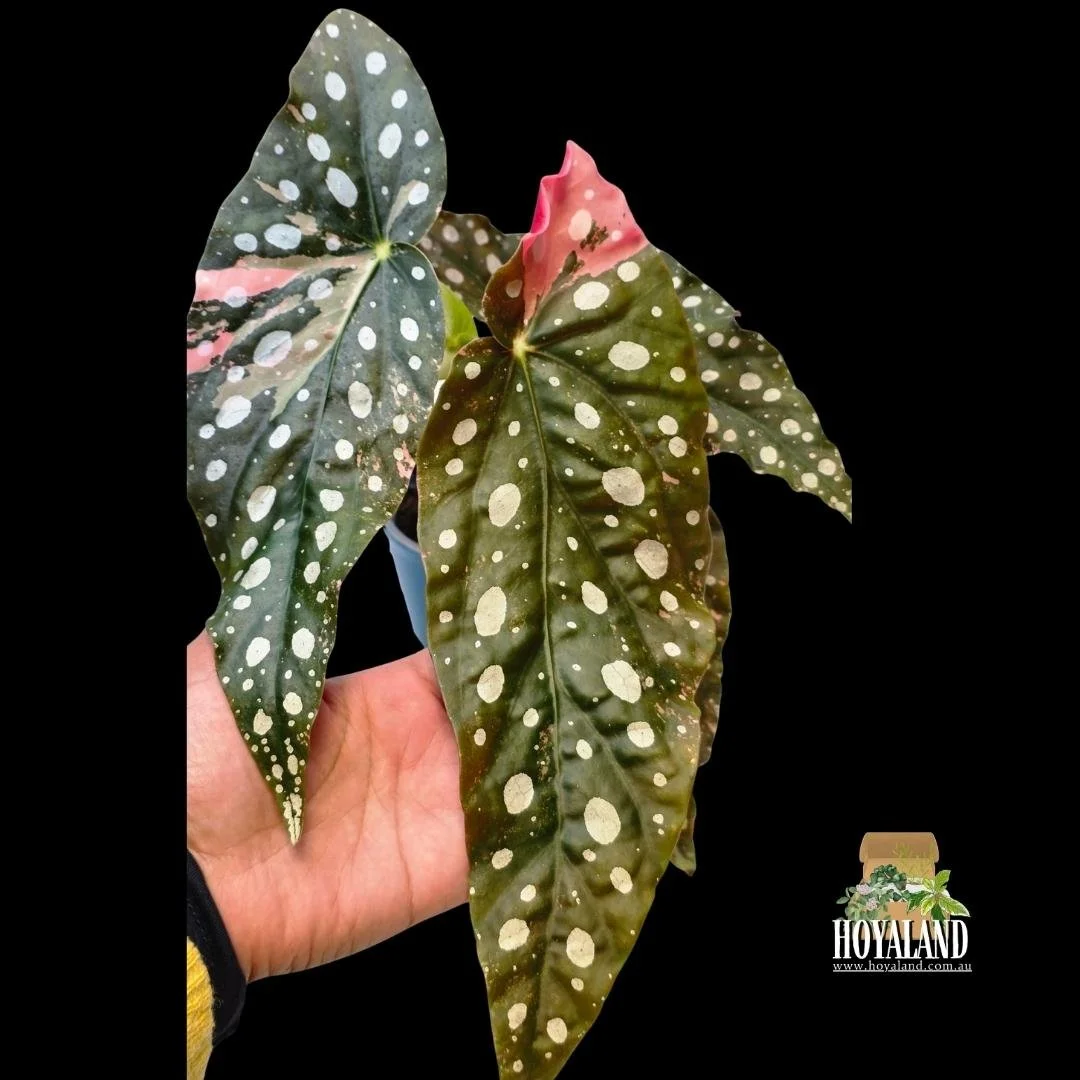 ⛄ Begonia Maculata Wightii Variegata (Large)