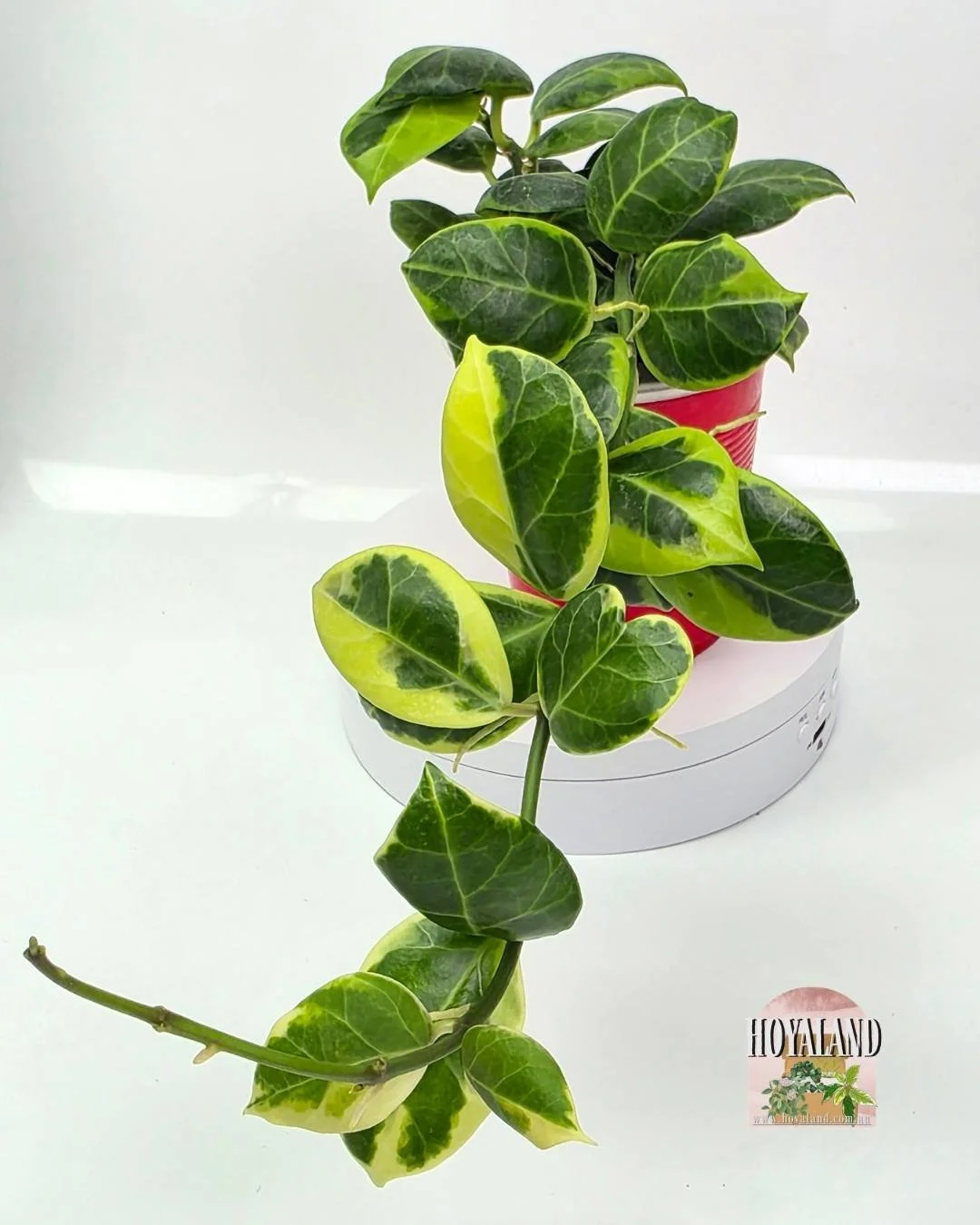 🌞 Variegated Rare Hoya OBSCURA ALBO MARGINATA 🎇