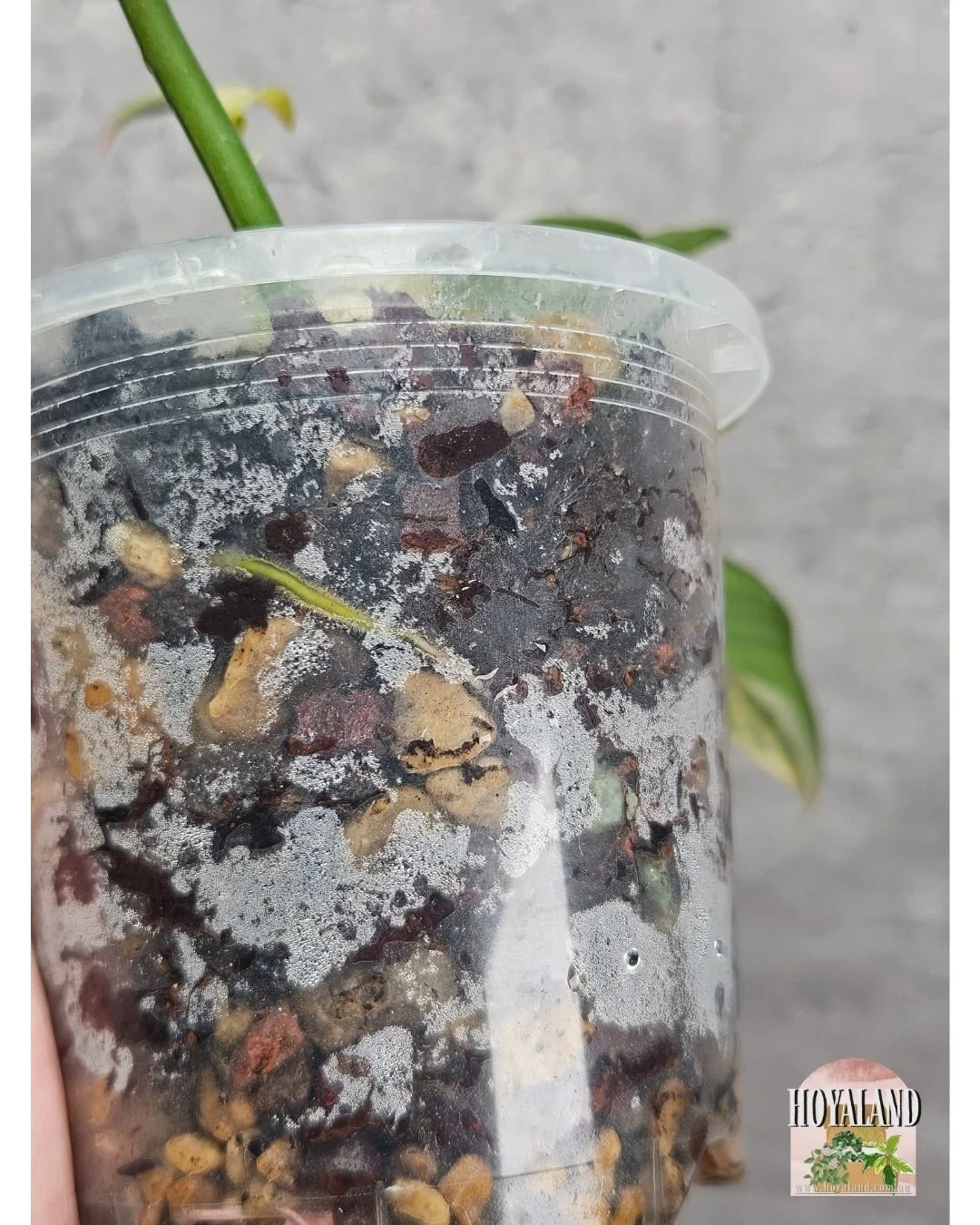 Philodendron FB x Tortum (11).jpg
