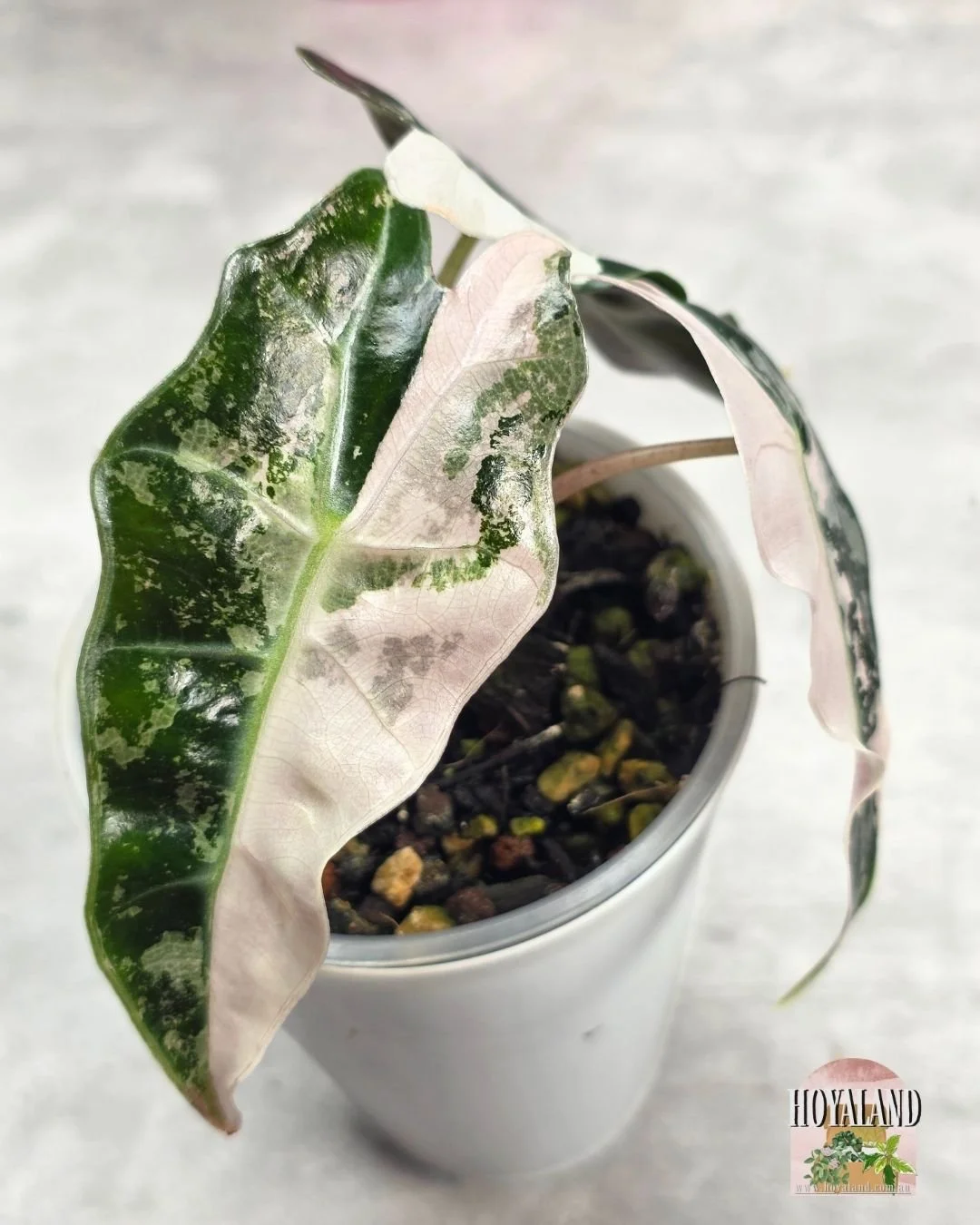 Alocasia Amazonica non tc corm B (2).jpg