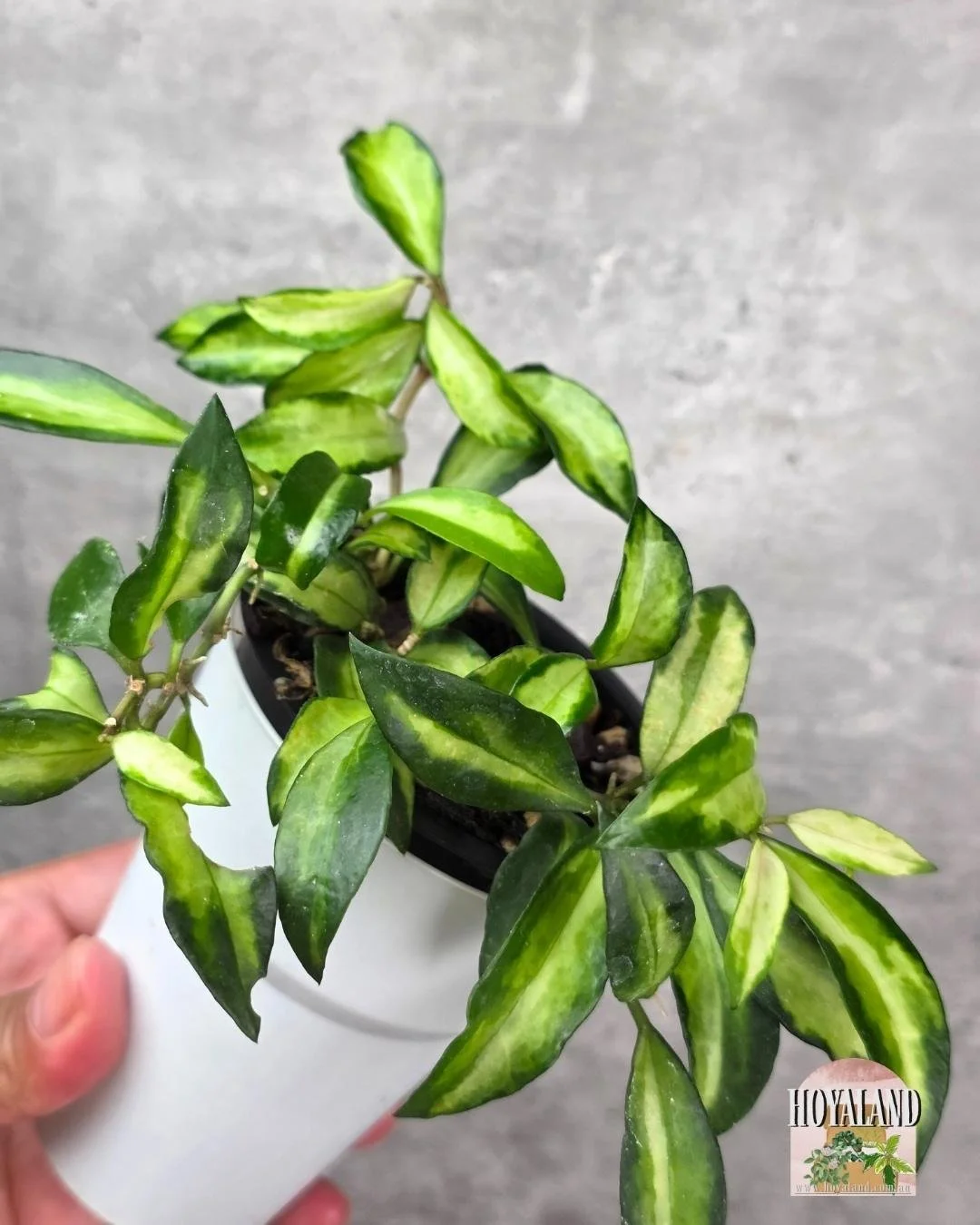 Hoya lacunosa Bruno (3).jpg