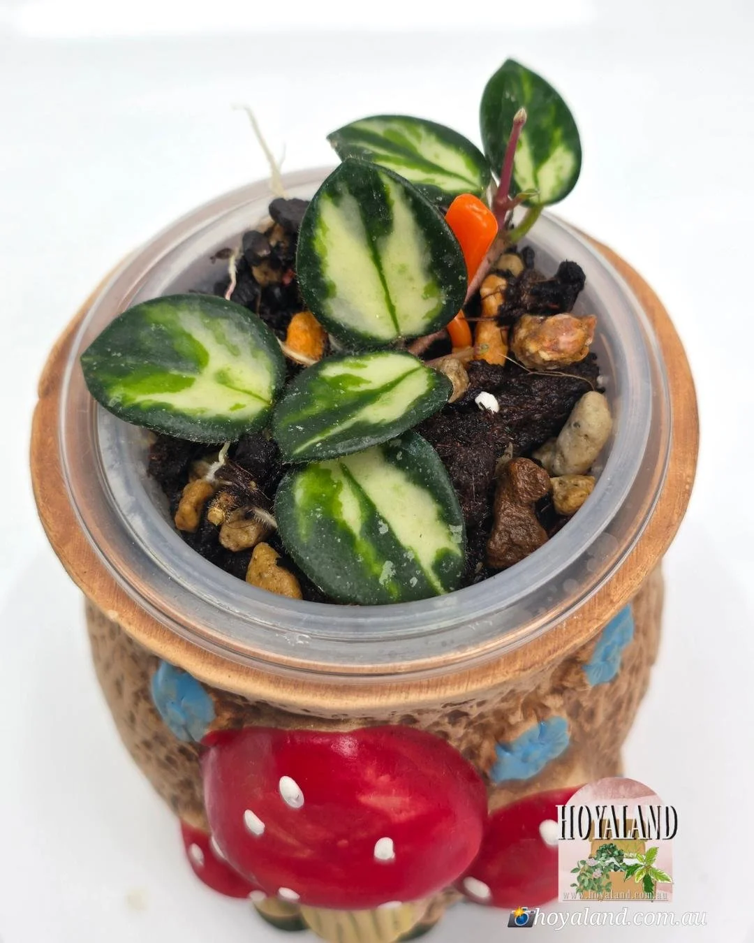 Hoya Mathilde Variegata (3).jpg