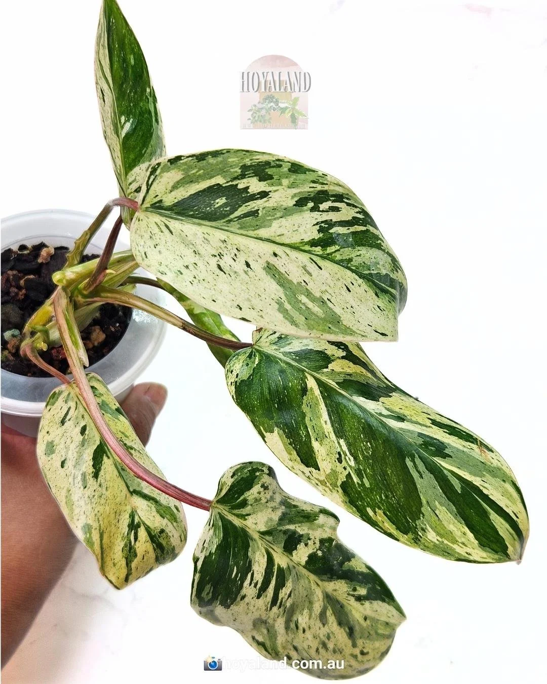Philodendron emerald queen (3).jpg