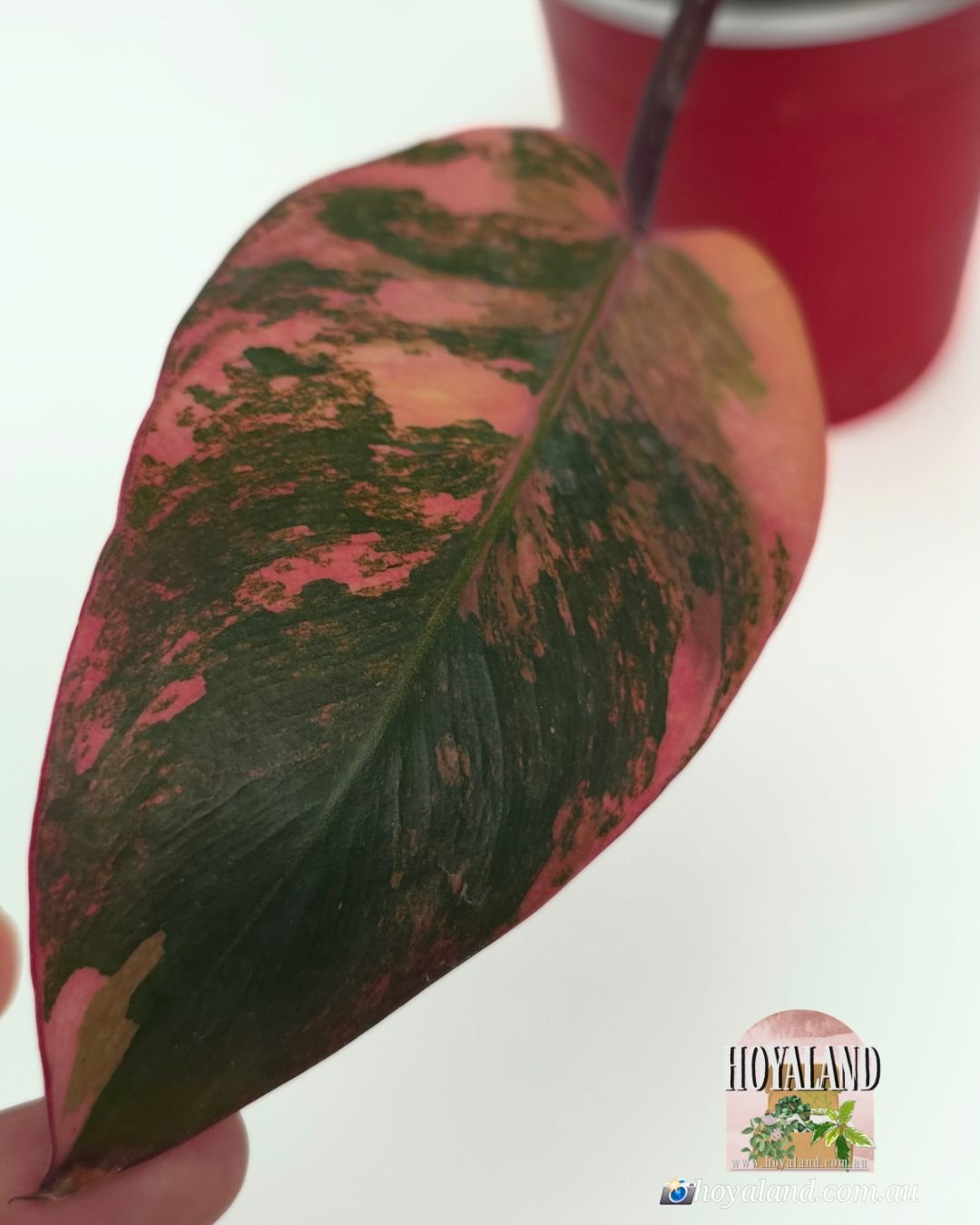 Philodendron fire princess (3).jpg