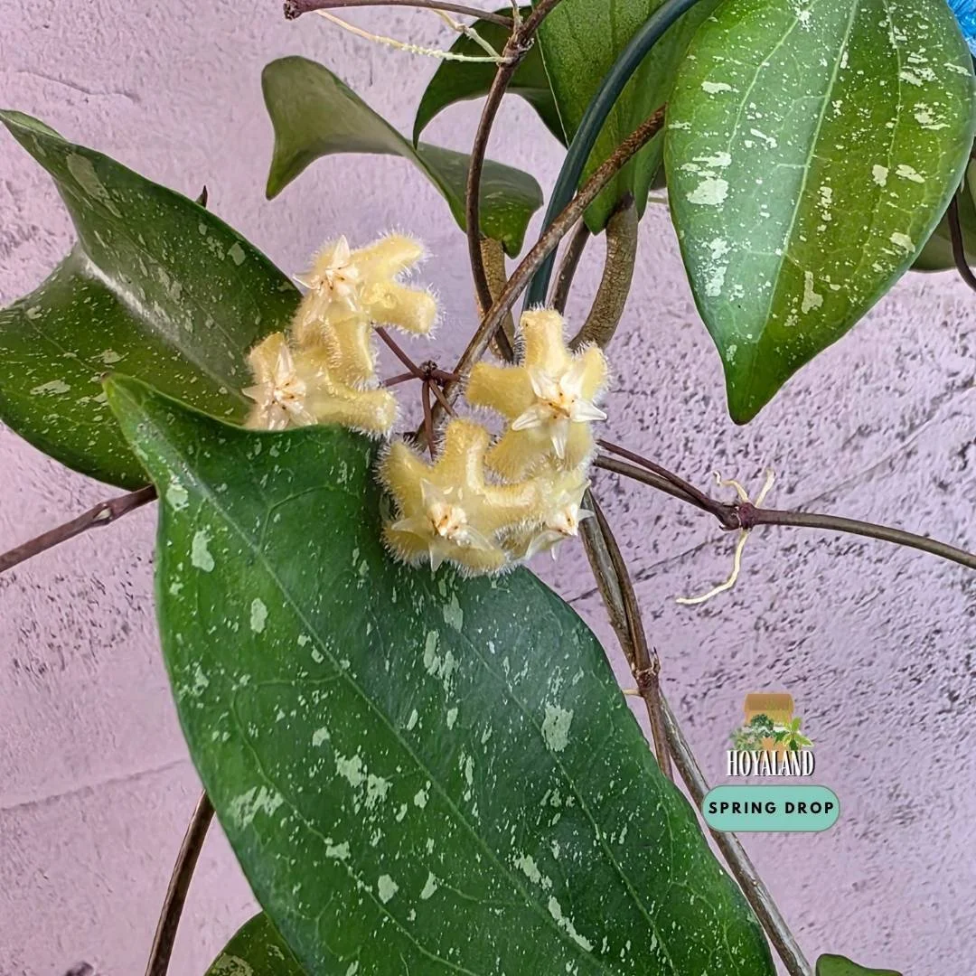 Large established Hoya erythrina Silver Splash in bloom showing undulated ruffled leaves with heavy silver splash and extra peduncles