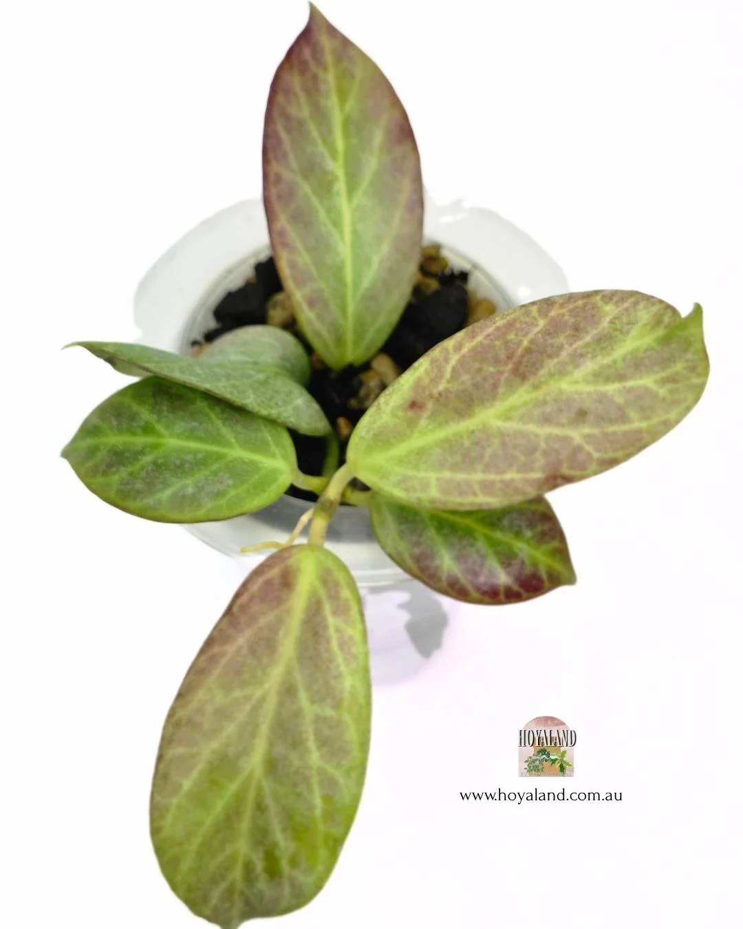 Hoya obscura silver (2).jpg