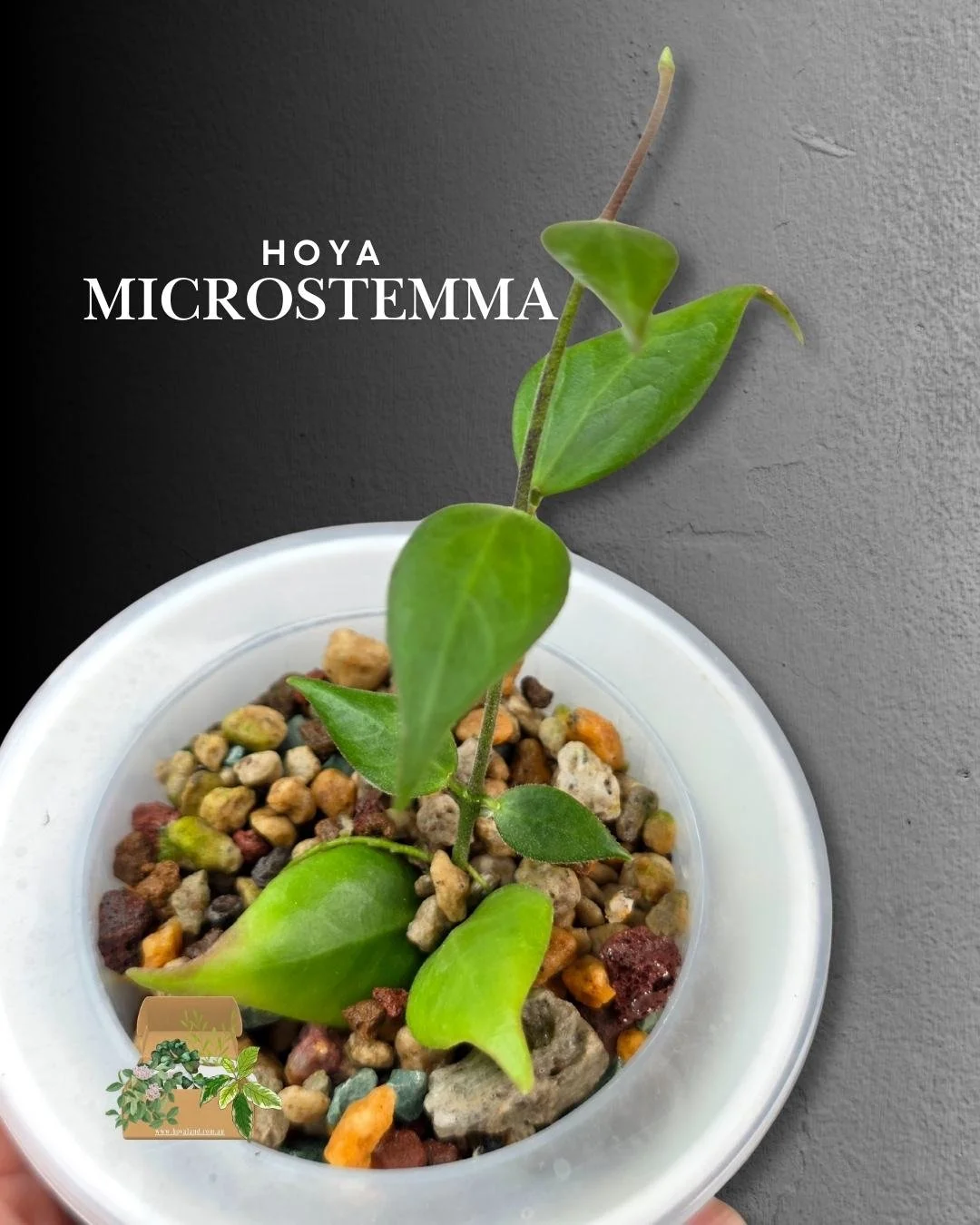hoya microstemma (4).jpg