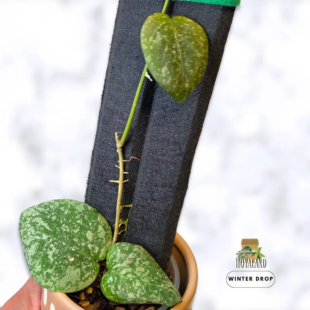 Rare hybrid Hoya cinnamomifolia x imbricata showing 3 textured leaves and active vine growth