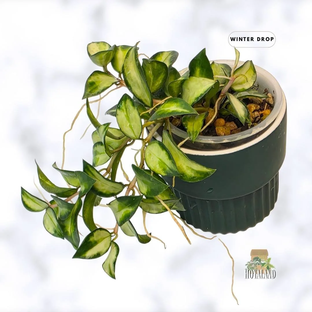 buy-rare-hoya-lacunosa-bruno-wavy-tricolor-leaves-australia.webp (8).jpg