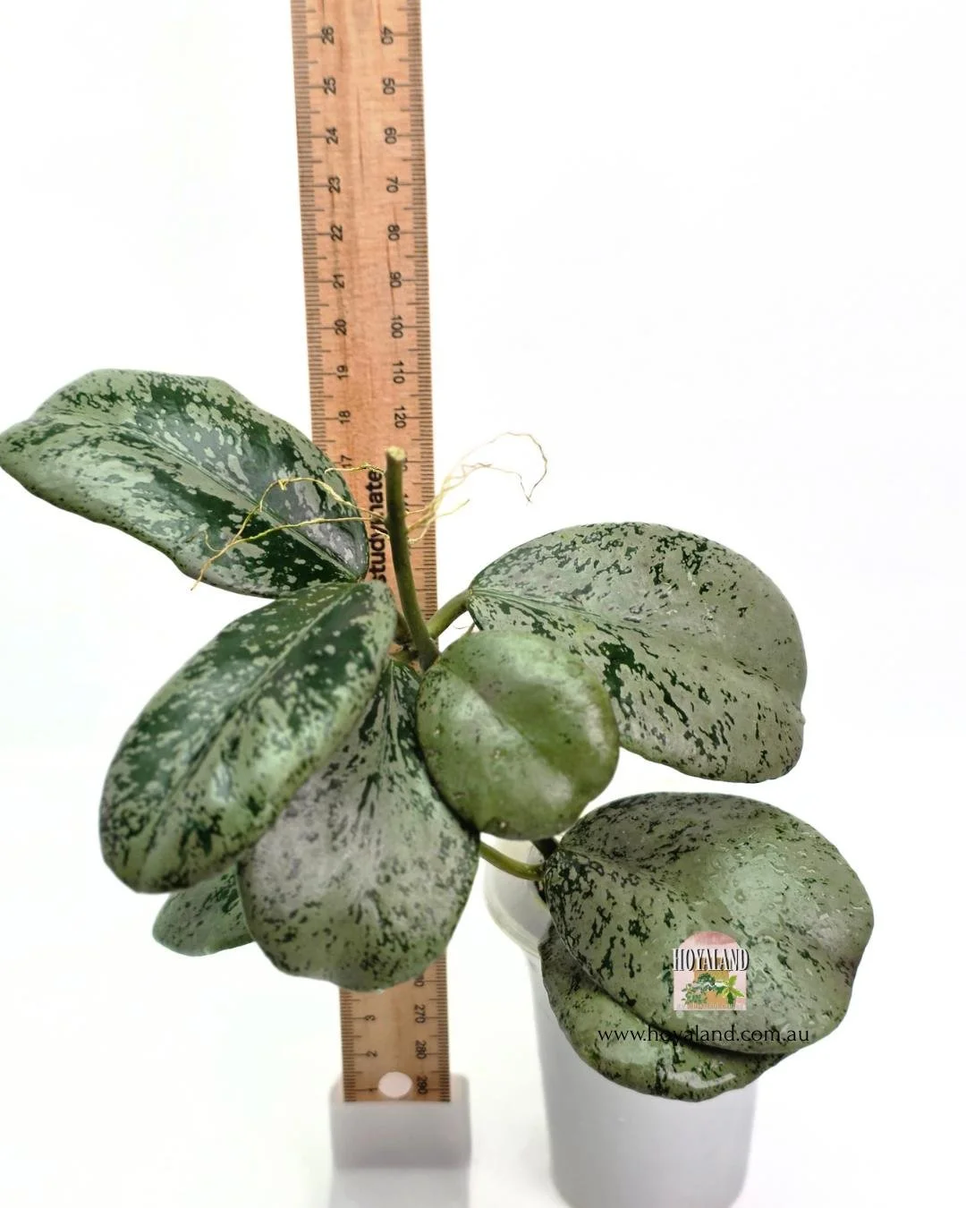Hoya chiang dao silver (6).jpg