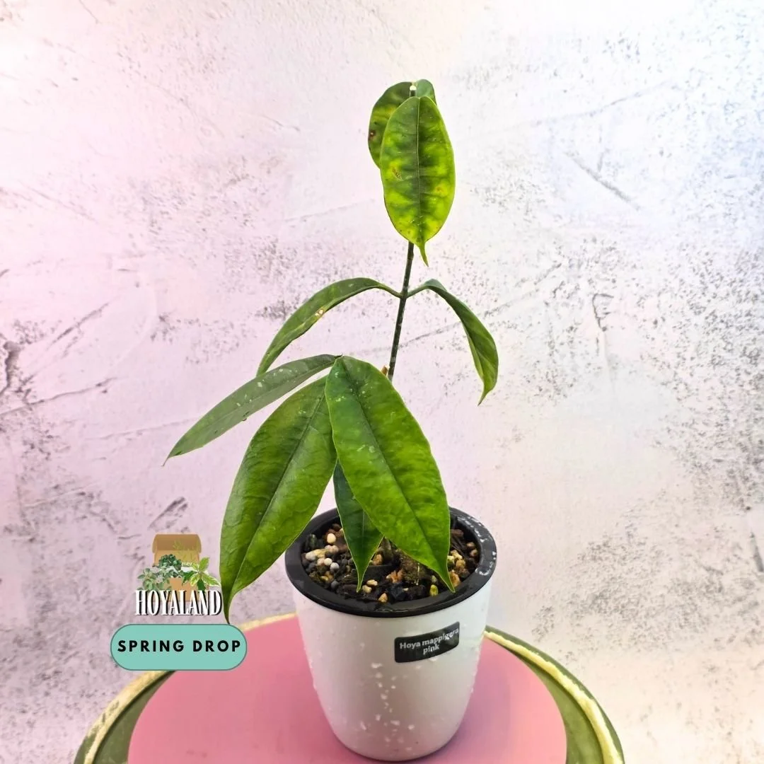 Hoya mappigera pink (3).jpg