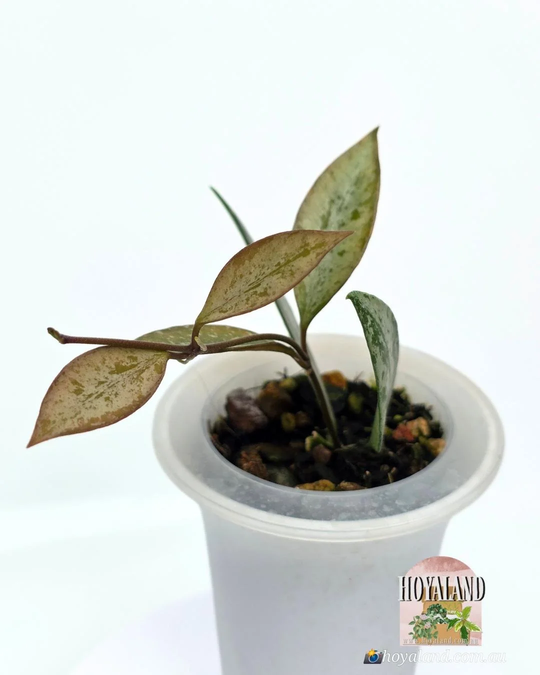 Hoya Rosita Silver.jpg