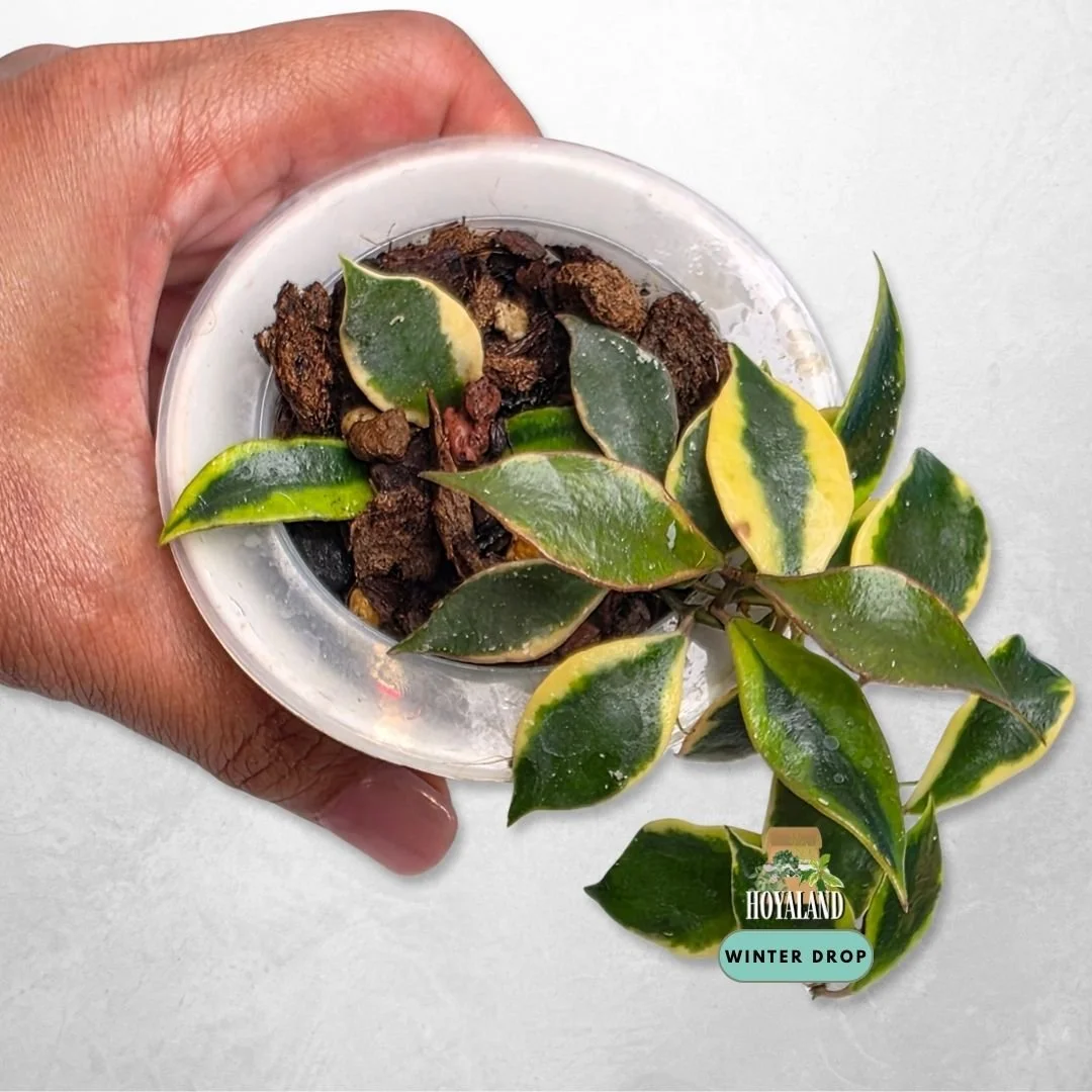 Established Hoya bakoensis Albo with white margin variegated small leaves