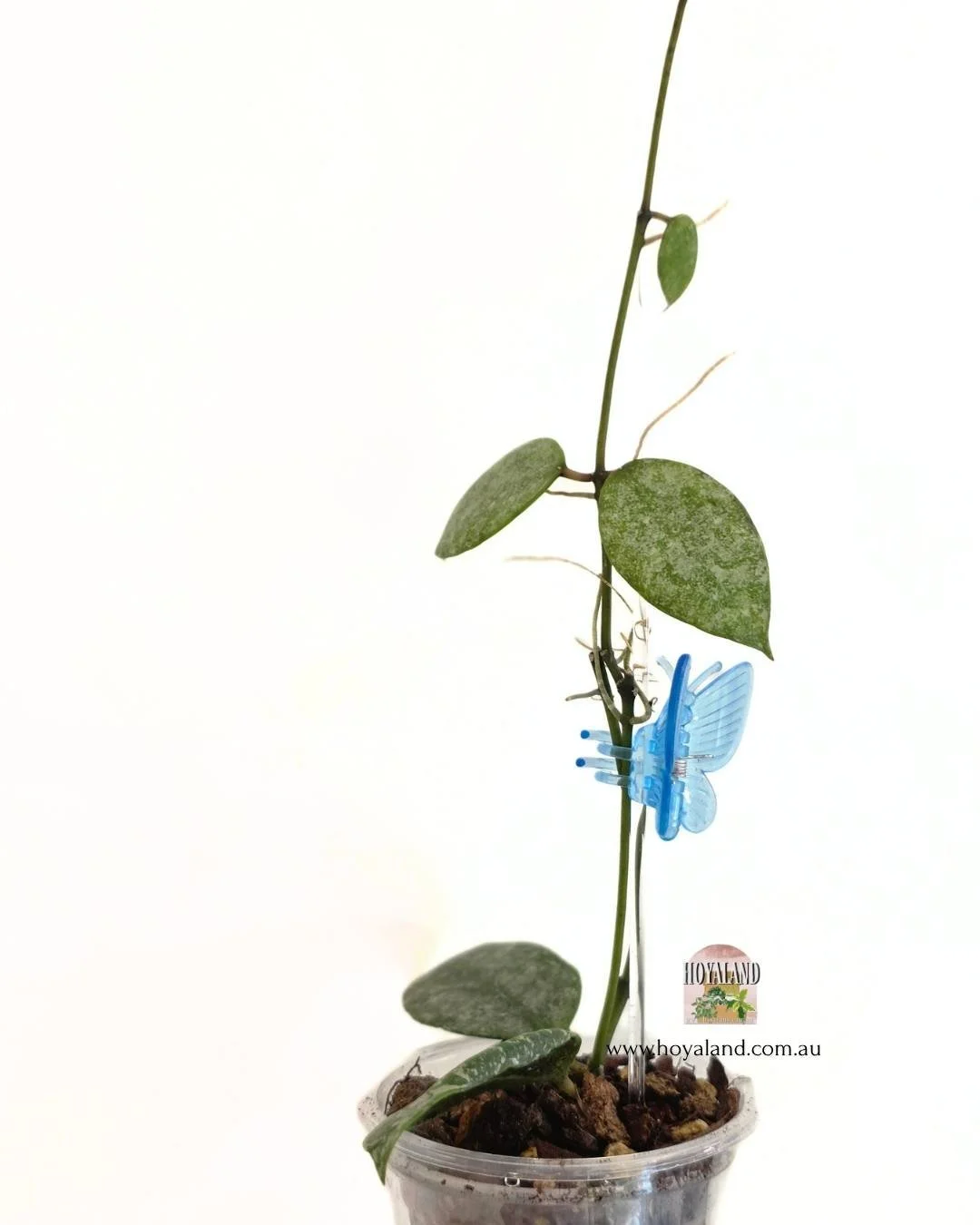 Hoya walliniana silver 1 (2).jpg