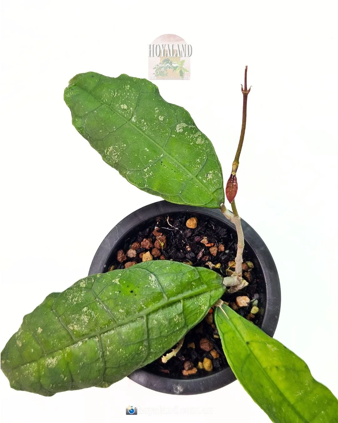 Hoya peninsularis (4).jpg