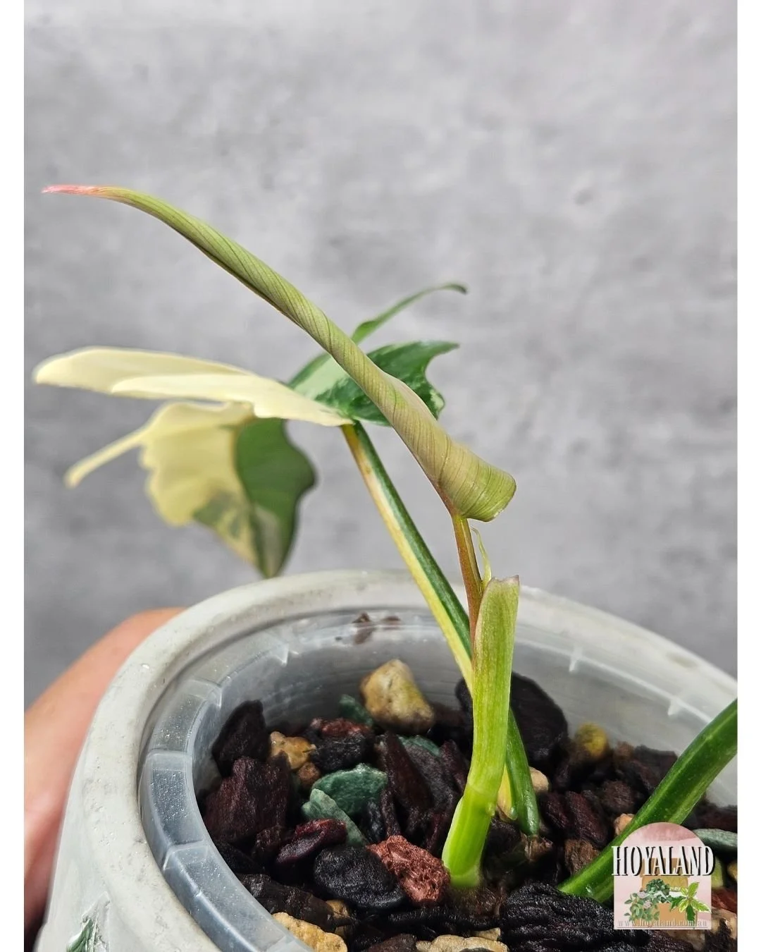 Philodendron FB x Tortum (7).jpg