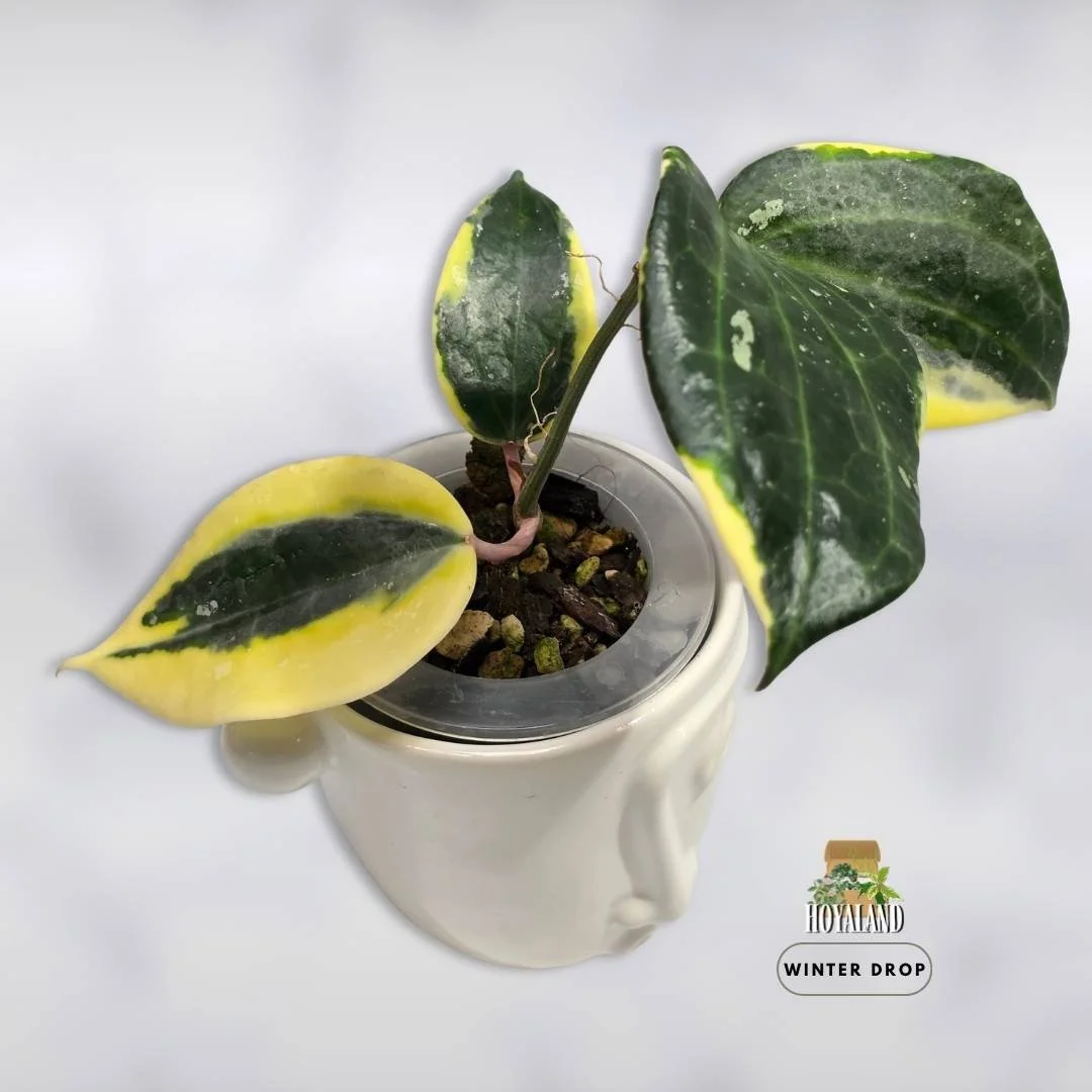 High-contrast Hoya latifolia Albo Round Form with soft round leaves and outer white variegation
