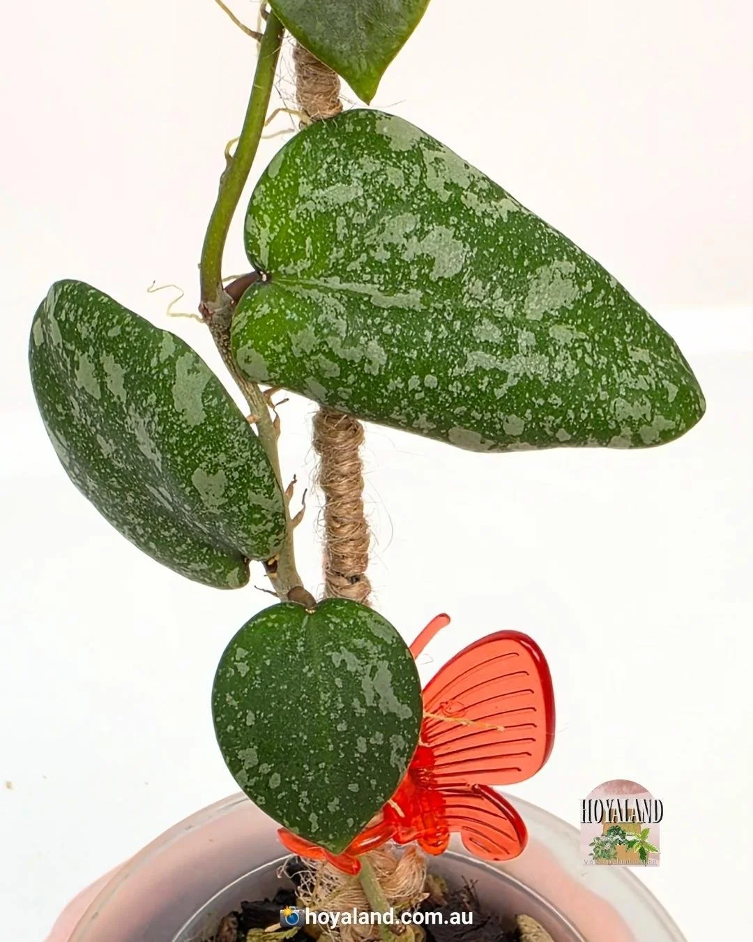 🌞 Hoya cinnamomifolia x imbricata (Ultra-Rare Hybrid) 🩷