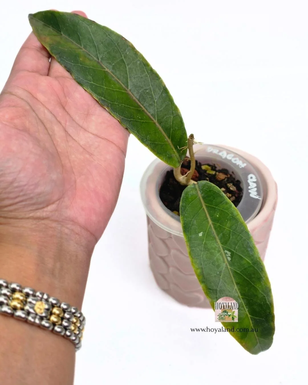 Hoya aceh dragon claw.jpg