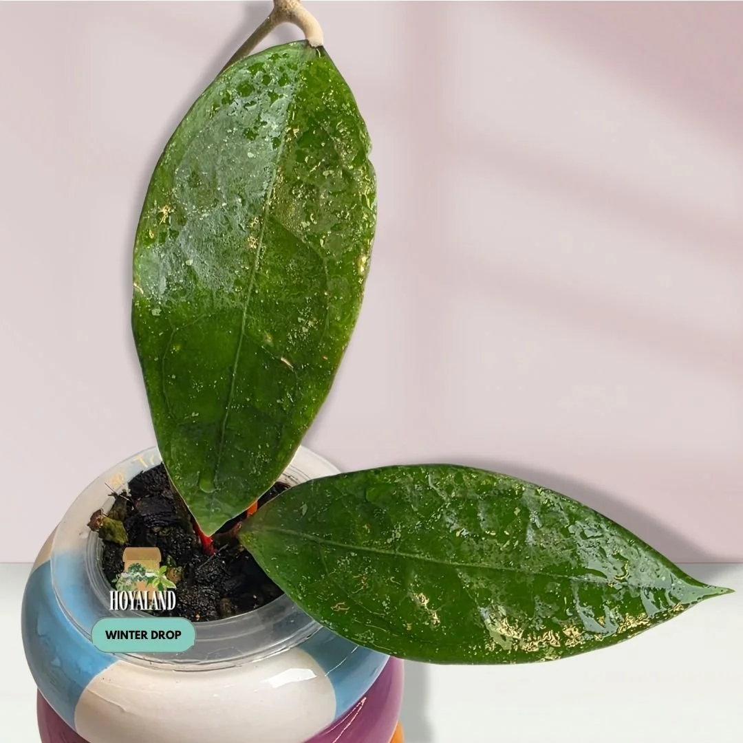 Hoya trenggalek.jpg