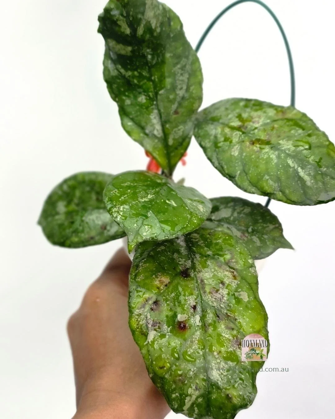 Hoya Surprise (4).jpg