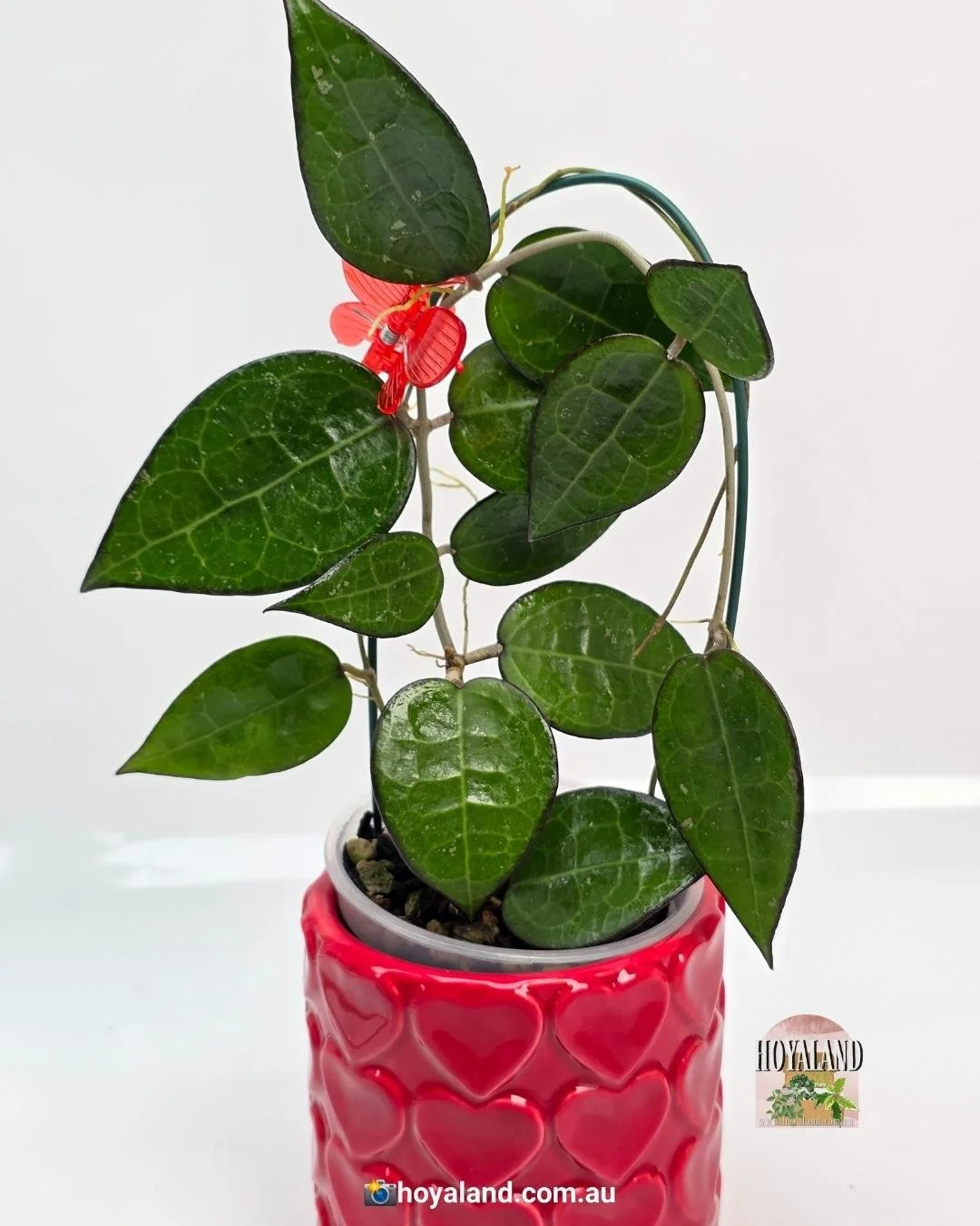 Hoya verticillata black margin (4).jpg