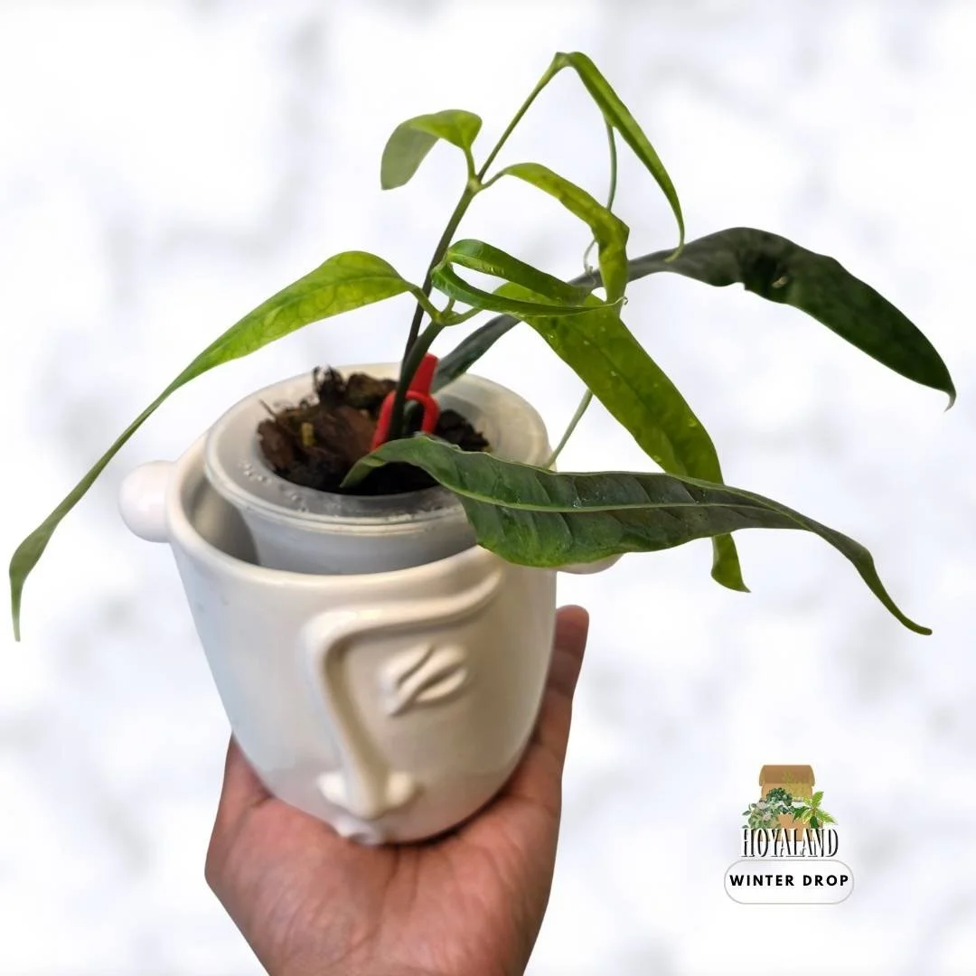 buy-rare-hoya-platycaulis-strap-leaf-flat-ribbon-stems-australia.webp (2).jpg