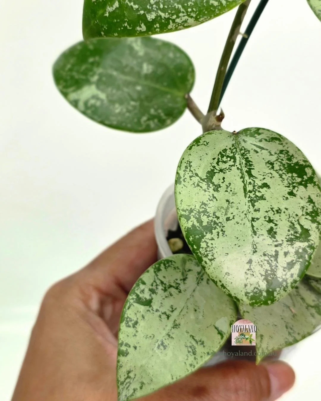 Hoya verticillata heart silver (4).jpg
