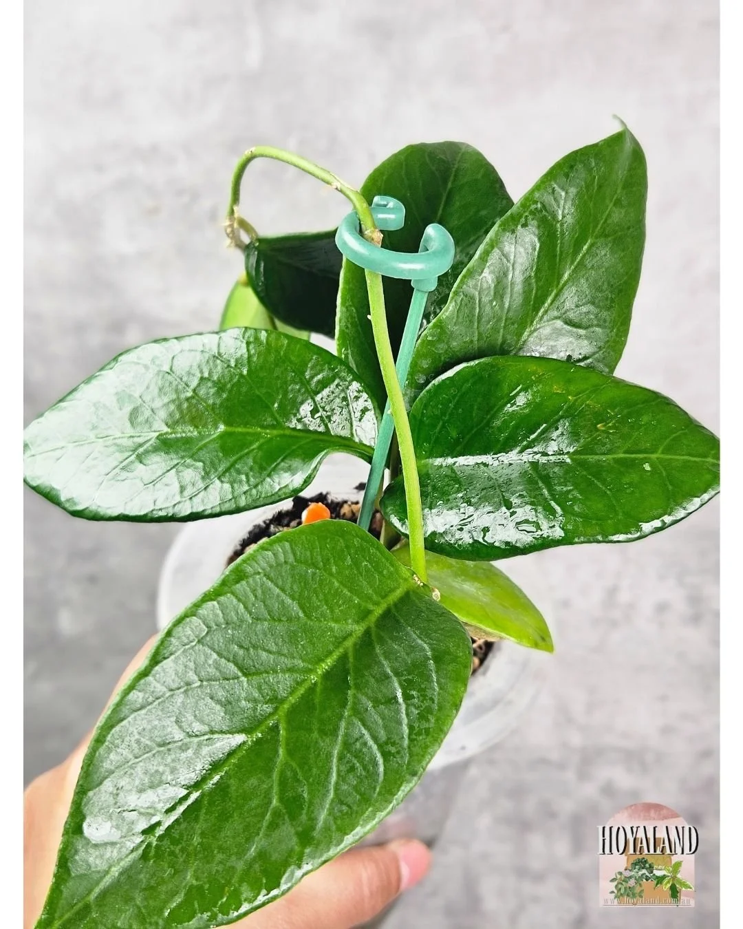 🌞 Hoya sp Timor Leste 🎄