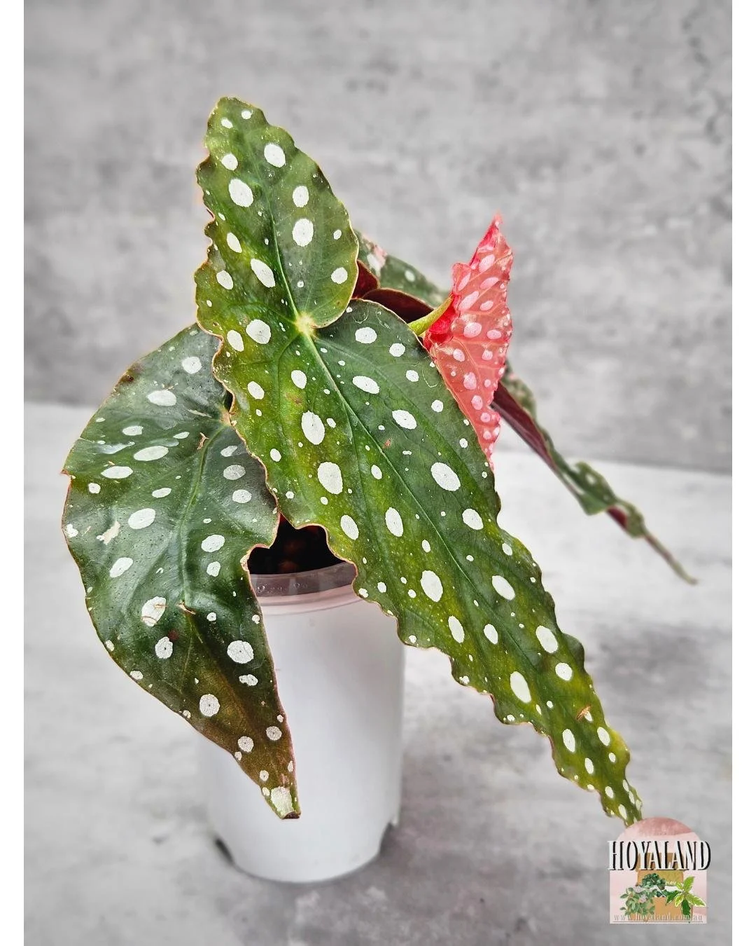 Begonia maculata wightii var (1).jpg