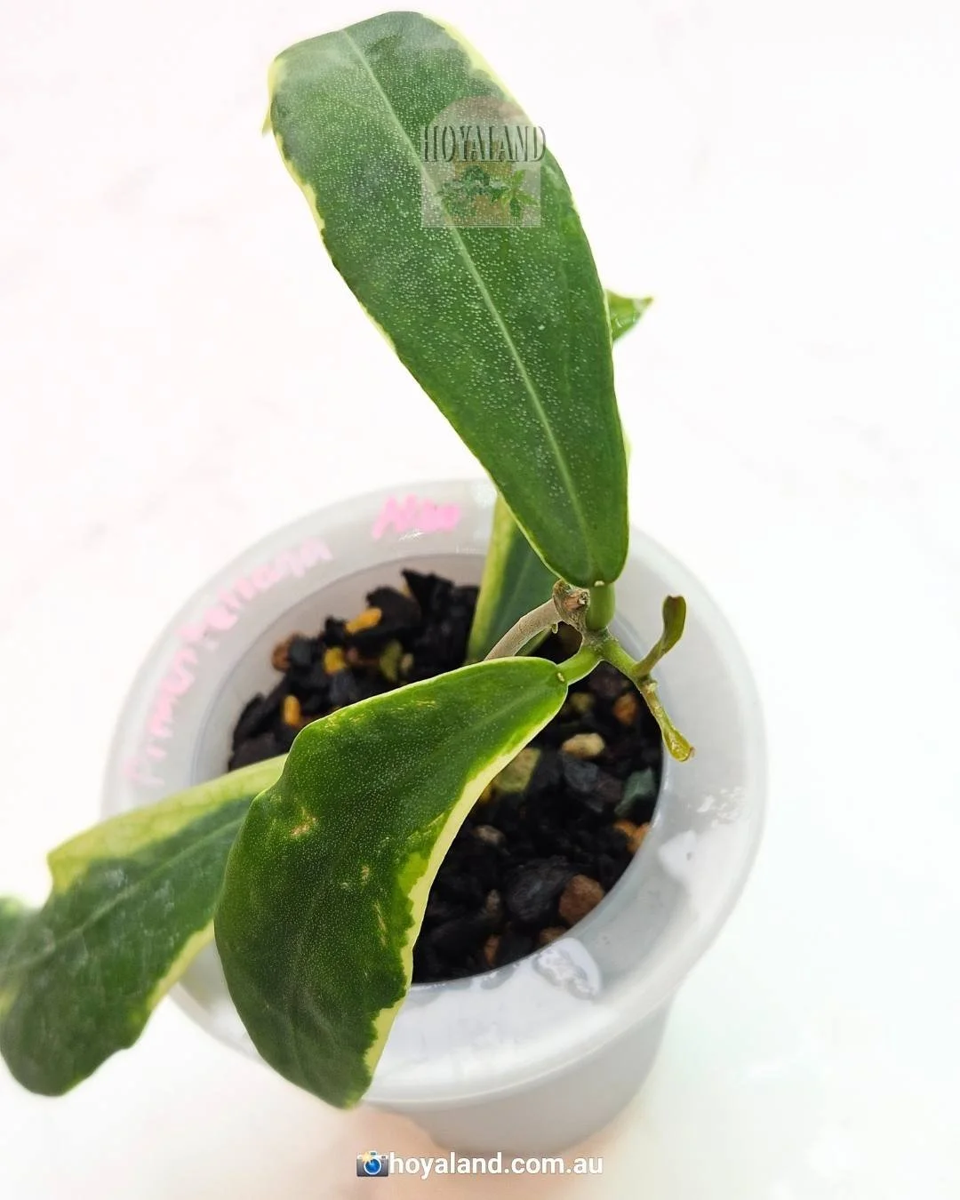 pimenteliana albo (3).jpg