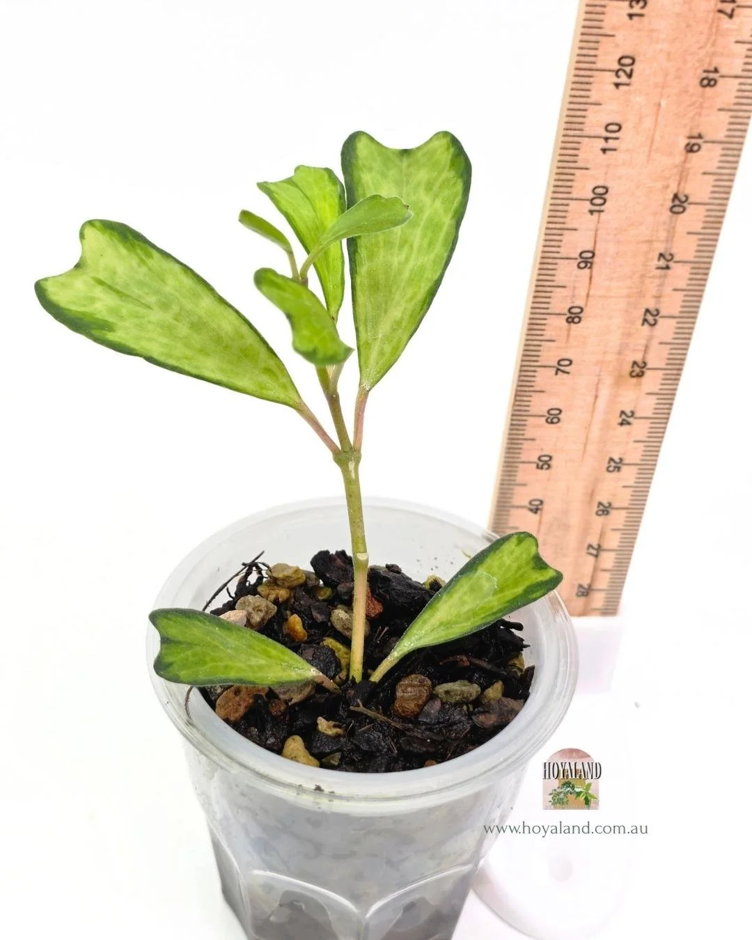 Hoya manipurensis variegata (5).jpg