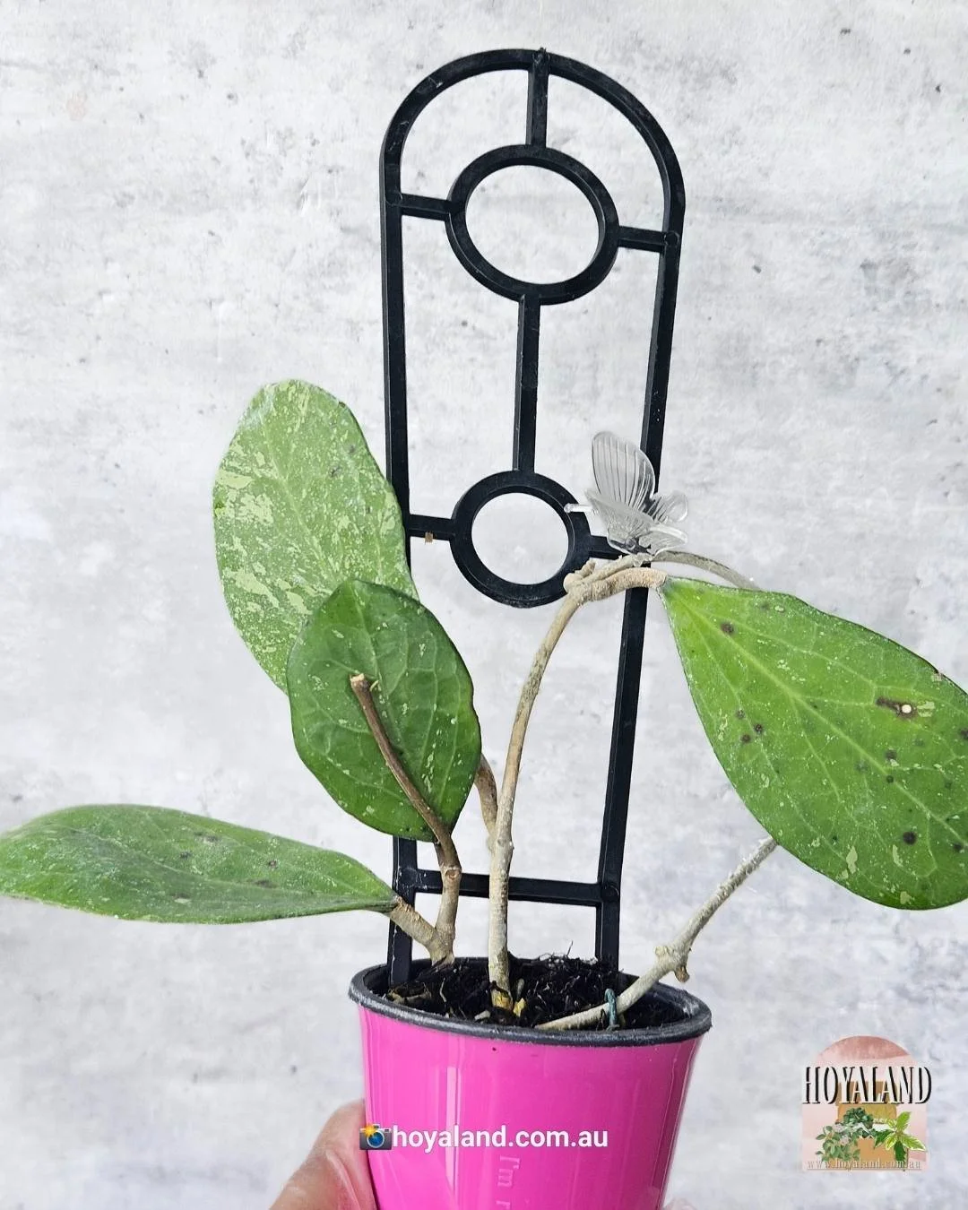 Hoya Michele splash  (4).jpg