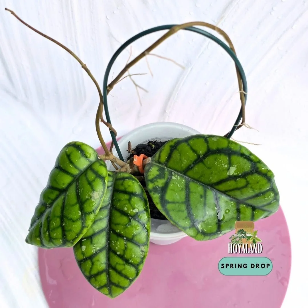 Hoya callistophylla 'Chibi' (Round & Chubby Leaf Clone)