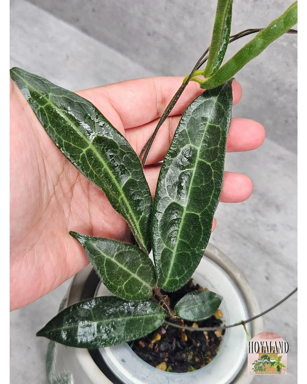 Hypolasia Indonesia clone (4).jpg