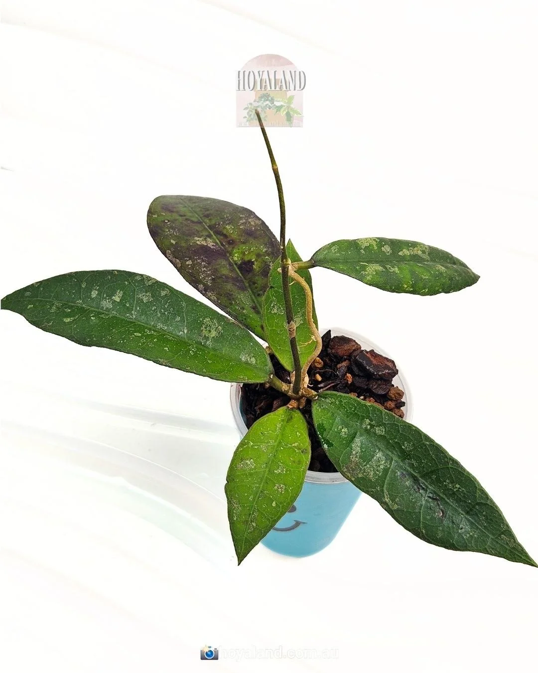 Hoya aff lambii (2).jpg