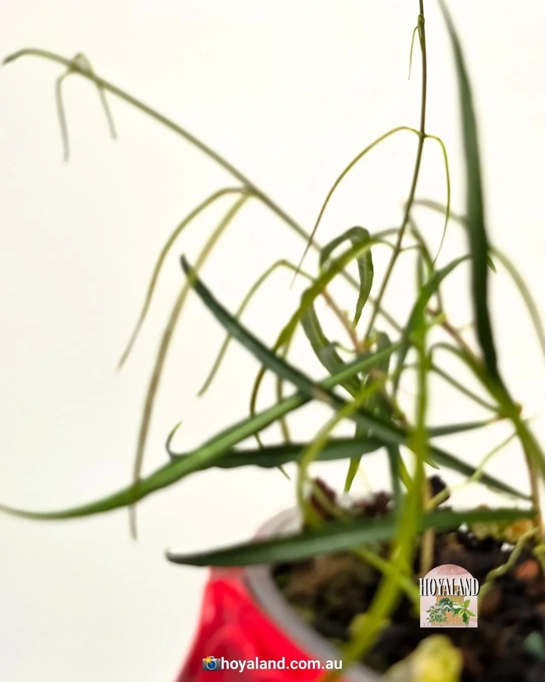 Hoya stenophylla (3).jpg