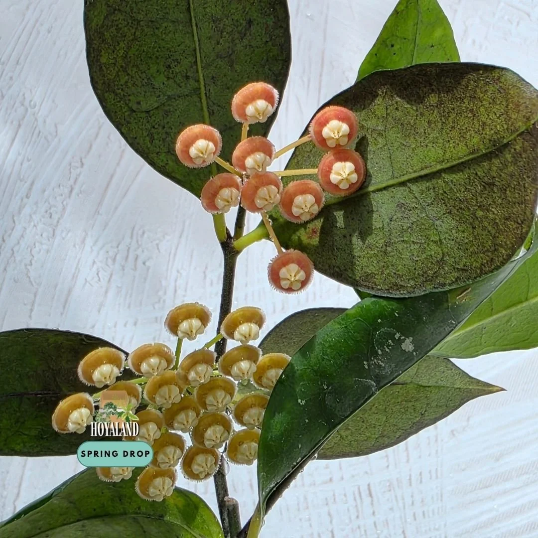 Hoya Jatim 2 (6).jpg