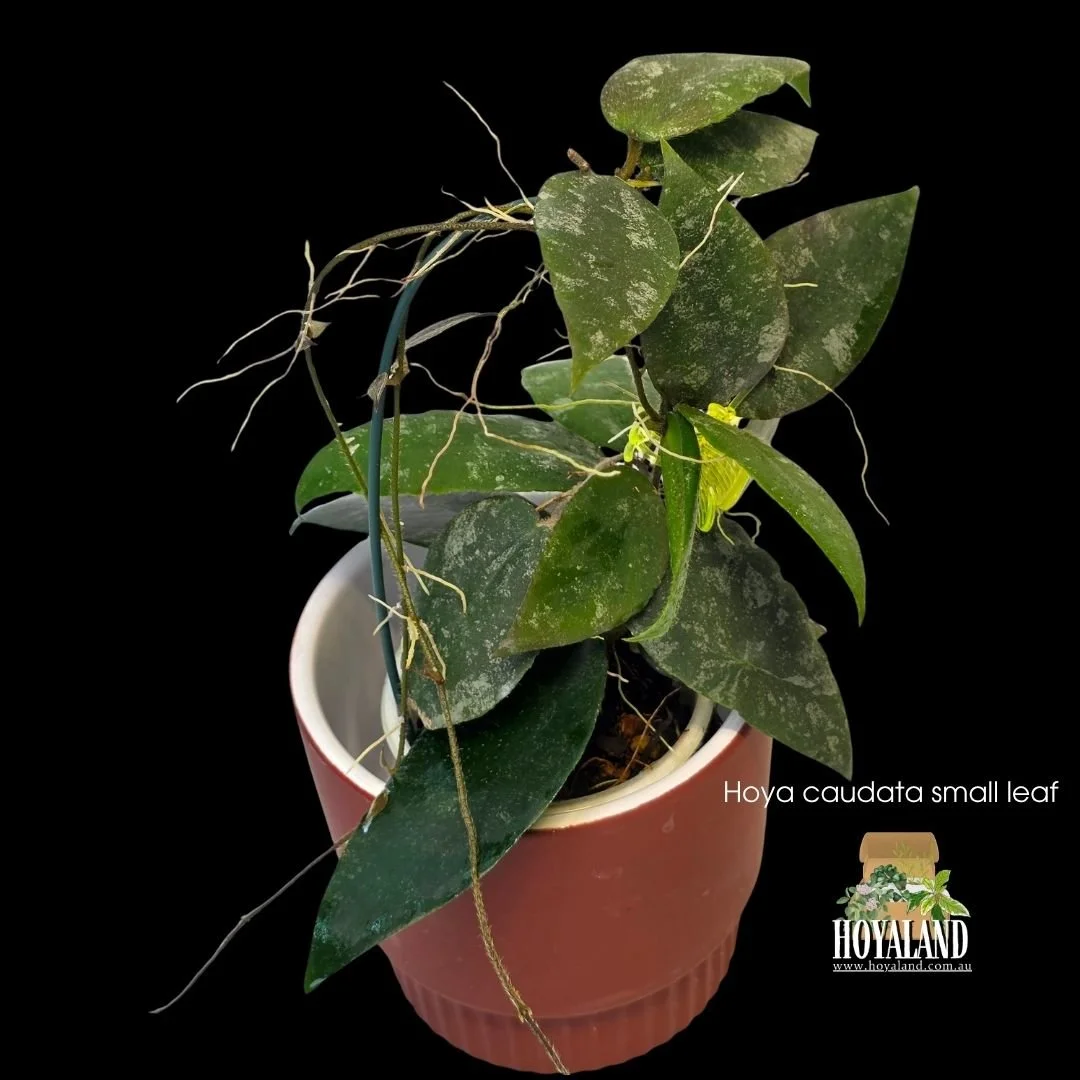 Hoya caudata small leaf (3).jpg