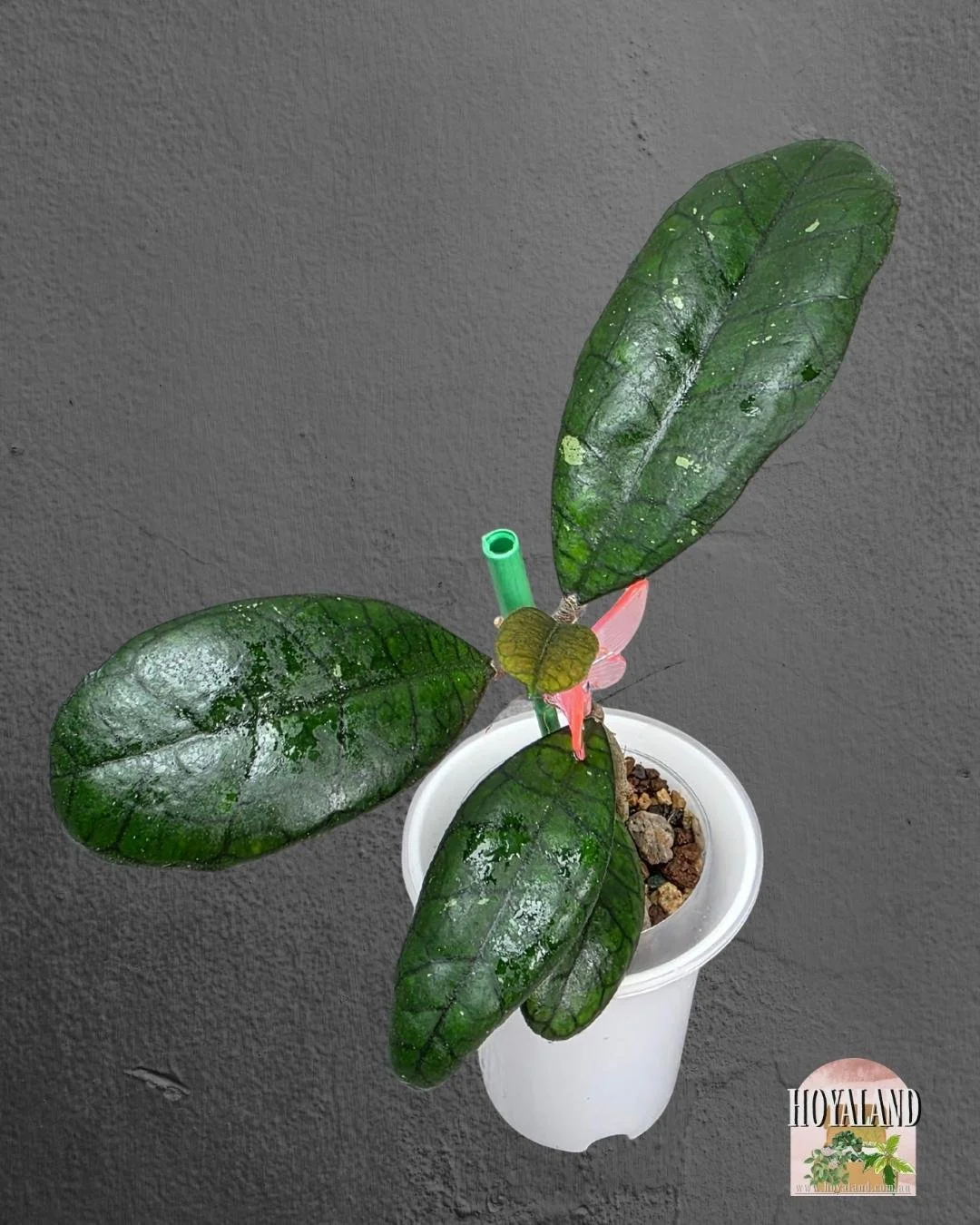 Hoya finlaysonii ah 021 (3).jpg