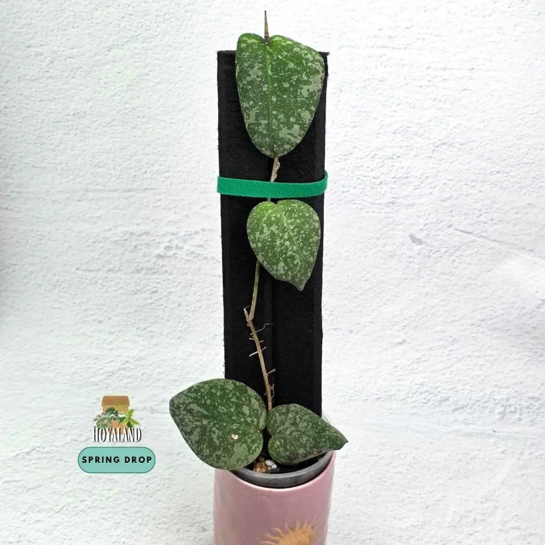 Hoya cinnimamomifolia x imbricata (4).jpg