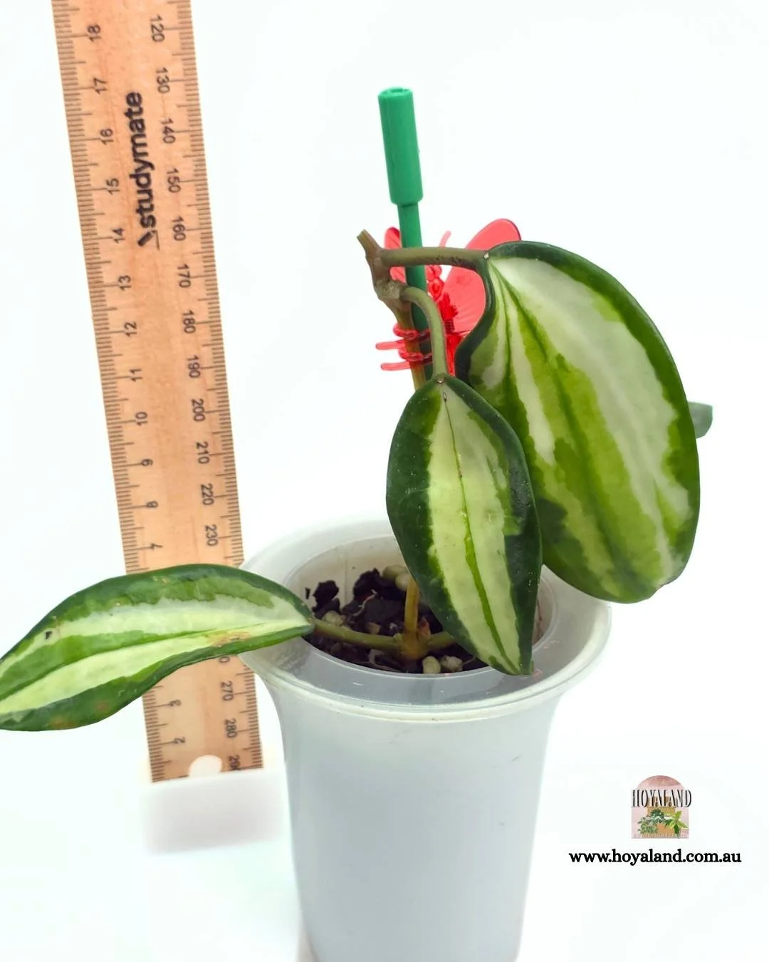 Hoya latifolia queensy (15).jpg