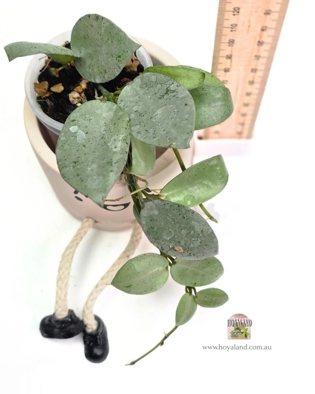 Hoya lacunosa mint coin silver (11).jpg